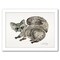Raccoon by Cat Coquillette Frame  - Americanflat